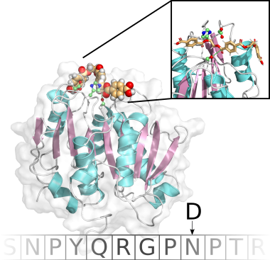 Computational enzyme design